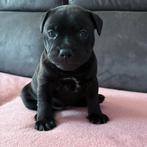 Engelse Stafford Puppy, Dieren en Toebehoren, Honden | Jack Russells en Terriërs, 8 tot 15 weken, Parvo, Eén hond, Nederland