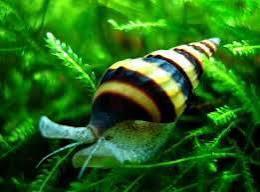 Slak-etende Helena slakken. Ruimt iedere slakkenplaag op., Dieren en Toebehoren, Vissen | Aquariumvissen, Zoetwatervis, Slak of Weekdier