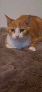 Lieve boerderij kittens te koop!, Dieren en Toebehoren, Katten en Kittens | Overige Katten, Meerdere dieren, Kortharig, 0 tot 2 jaar