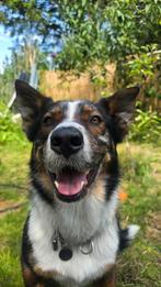 Foppe zoekt een nieuw thuis, Dieren en Toebehoren, Honden | Herdershonden en Veedrijvers, Parvo, Reu, Eén hond, 3 tot 5 jaar