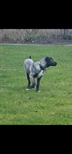 TURKSE HERDER KANGAL EJDER 7 MAAND OUD, Dieren en Toebehoren, Rabiës (hondsdolheid), 15 weken tot 1 jaar, Eén hond, Nederland