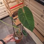 Anthurium Queremalense (1), Ophalen, Halfschaduw, Minder dan 100 cm