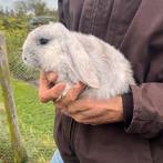 Jonge Franse Hangoor konijntjes, Dieren en Toebehoren, Konijnen, Geslacht onbekend, Middelgroot, Hangoor, 0 tot 2 jaar