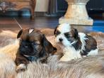 Shih Tzu puppies, Dieren en Toebehoren, Honden | Chihuahua's en Gezelschapshonden, België, Overige rassen, CDV (hondenziekte)