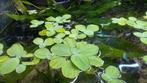 Water Lettuce (Pistia stratiotes) "water-sla", Dieren en Toebehoren, Vissen | Aquaria en Toebehoren, Ophalen of Verzenden, Nieuw