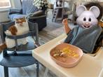 Exotic Shorthair te geven, Dieren en Toebehoren, Katten en Kittens | Raskatten | Korthaar, Kater, Gechipt, 3 tot 5 jaar