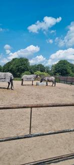 Stal hulp/verzorger, Ophalen of Verzenden