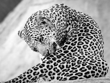 Fabio Accorrà - The big Leopard beschikbaar voor biedingen