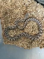 Haakneus slang man kweekrijp, Dieren en Toebehoren, Reptielen en Amfibieën, Slang, Tam