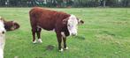 Mooie Pink van2024 Hereford (1e kalfskoe + vaarskalf geres), Dieren en Toebehoren, Runderen, Vrouwelijk, 0 tot 2 jaar