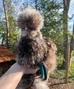Broedeieren choco mottled USA zijdehoen(der), Dieren en Toebehoren, Geslacht onbekend, Kip