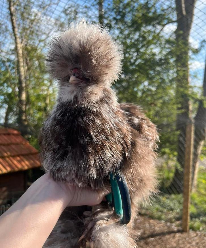Broedeieren choco mottled USA zijdehoen(der), Dieren en Toebehoren, Pluimvee, Kip, Geslacht onbekend