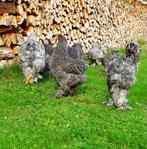 Brahma broedeieren koekoek groot ras, Dieren en Toebehoren, Verzenden, Nieuw, Overige typen