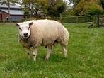 Stamboek Texelaar rammen, Dieren en Toebehoren, Mannelijk, Schaap