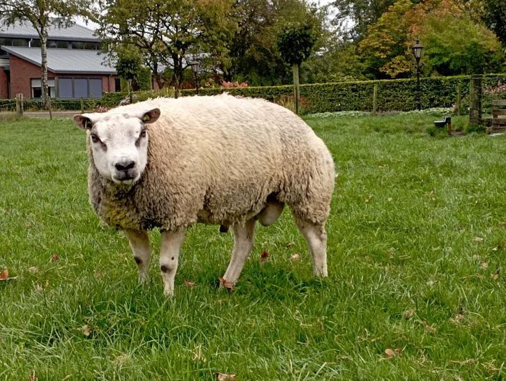 Stamboek Texelaar rammen, Dieren en Toebehoren, Schapen, Geiten en Varkens, Schaap, Mannelijk