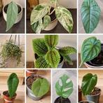 Plantpakket met 11 items t.w.v. €80, nu voor maar €20, Ophalen of Verzenden