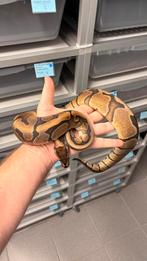 1.0 Red stripe 100% het desert ghost ball python, Slang, 3 tot 6 jaar