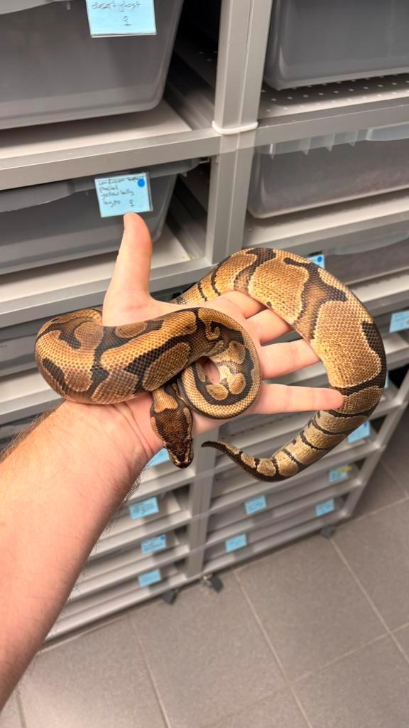 1.0 Red stripe 100% het desert ghost ball python Ball Python - male for sale from KAS