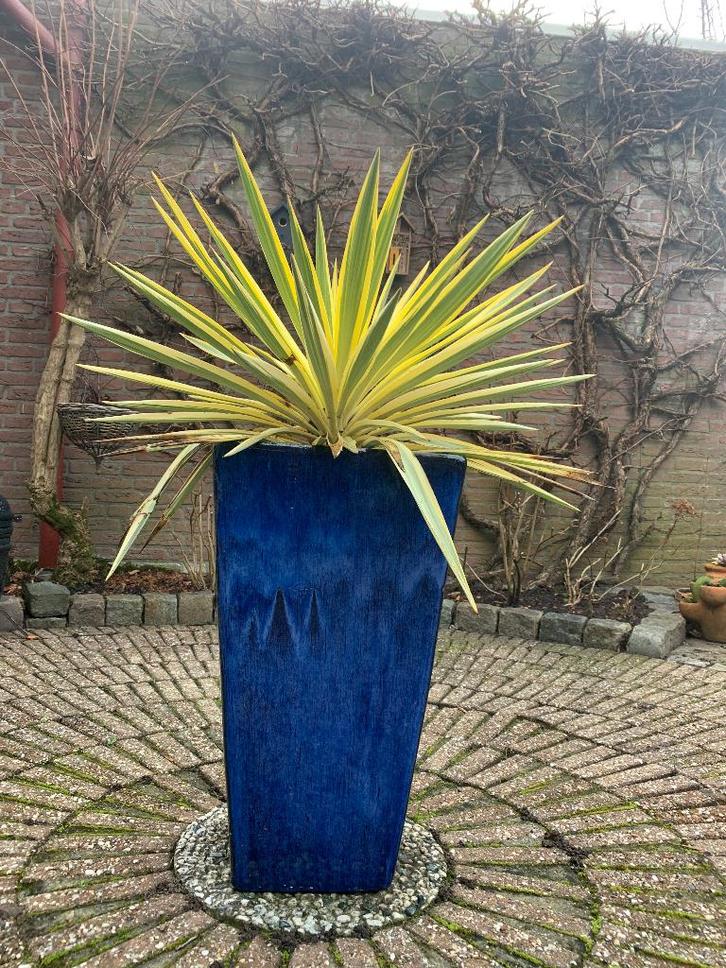 Keramisch kobalt hoge plantenpot met Yucca, Tuin en Terras, Bloempotten, Zo goed als nieuw, Terracotta, Binnen, Balkon, Tuin, 40 tot 70 cm