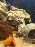 Zebra cichliden, Ophalen of Verzenden, Nieuw, Plant(en), Steen of Hout