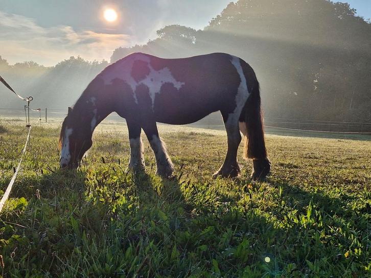 Pensionstal aan het bos met mega paddock en track, Dieren en Toebehoren, Stalling en Weidegang, Opfok, Stalling, Weidegang, Toebehoren
