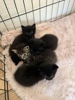 Te Koop: Schattige Halve Ragdoll Kittens, Dieren en Toebehoren, Katten en Kittens | Raskatten | Langhaar, Meerdere dieren, Gechipt