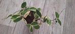 Hoya carnosa krimson queen, Huis en Inrichting, Ophalen of Verzenden, Halfschaduw, Minder dan 100 cm
