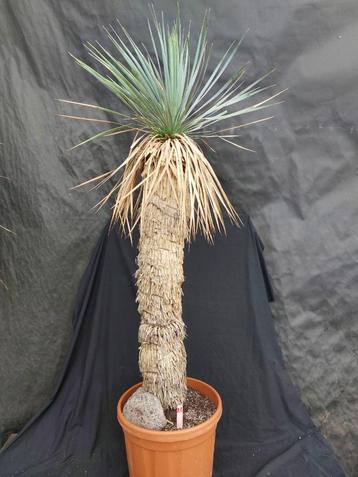 Yucca rostrata x thompsoniana hybride, 135 cm, stam 85 cm beschikbaar voor biedingen