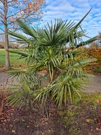 Winterharde palmbomen, Tuin en Terras, Planten | Bomen, Volle zon, Ophalen of Verzenden, 100 tot 250 cm, Zomer