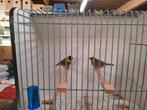 Cuba vinken, Dieren en Toebehoren, Vogels | Overige Vogels, Meerdere dieren, Geringd