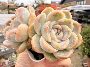 Echeveria pearl/pot 5cm/vetplant/succulent beschikbaar voor biedingen