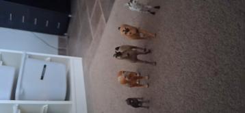 Sschleich paardjes  beschikbaar voor biedingen