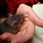 ❤️Tamme ratten 😍  rittens laatste 5 !, Dieren en Toebehoren, Knaagdieren, Rat, Meerdere dieren, Tam, Oktober