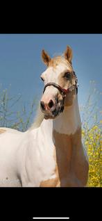 Knappe maar voor al hele lieve ruin te koop‼️, Dieren en Toebehoren, Paarden, Minder dan 160 cm, Gechipt, Ruin, 11 jaar of ouder