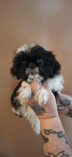 Mooie klein blijvende boomer pups, Dieren en Toebehoren, Honden | Chihuahua's en Gezelschapshonden, 8 tot 15 weken, CDV (hondenziekte)