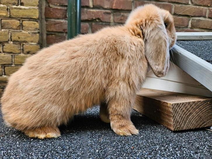Lief Minilop rammetje, Dieren en Toebehoren, Konijnen, Dwerg, Meerdere dieren, 0 tot 2 jaar, Hangoor