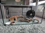 Hamsterkooi met o.a. badzand, ren, vervoersbox, drinkfles, Dieren en Toebehoren, Kooi, Zo goed als nieuw, Hamster, 75 tot 110 cm