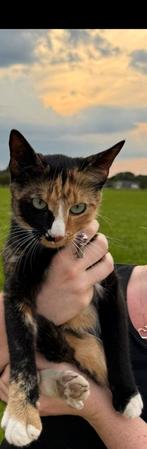 Vermiste kat Pip!!!! Wie heeft haar gezien?, Dieren en Toebehoren, Vermiste en Gevonden Dieren, Kat