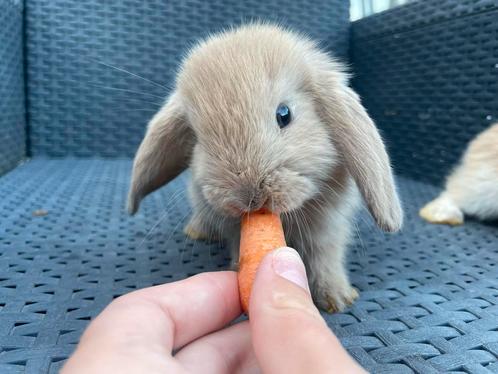 Super knap hangoor baby konijntje, Dieren en Toebehoren, Konijnen, Dwerg, Mannelijk, 0 tot 2 jaar, Hangoor