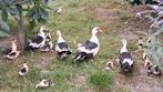 Eenden kuikens te koop!, Dieren en Toebehoren