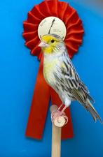 Topaas geel mozaïek, Dieren en Toebehoren, Vogels | Kanaries, Mannelijk, Kleurkanarie