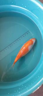 Mooie tosai koi, Dieren en Toebehoren, Vissen | Vijvervissen, Karper of Koi