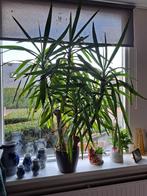 Yucca - kamerplant - 125 hoog, Ophalen, In pot, Halfschaduw