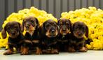 Ruwharige dwerg teckels, Dieren en Toebehoren, 8 tot 15 weken, Dwerg, Meerdere, Meerdere dieren
