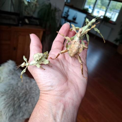 Australische flappentak Innisfail de laatste, Dieren en Toebehoren, Insecten en Spinnen