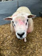 Tk engelse texelaar ram van 2023, Mannelijk, Schaap