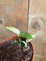 Monstera minima rhapidophora tetrasperma plant variegata wit, Huis en Inrichting, Kamerplanten, Ophalen of Verzenden, Halfschaduw