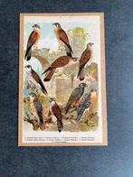 4 prenten soorten roofvogels 20x29 cm samen 20 euro, Ophalen of Verzenden, Natuur en Biologie