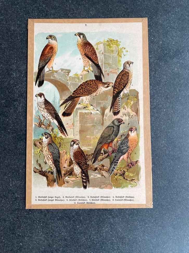 4 prenten soorten roofvogels 20x29 cm samen 20 euro, Antiek en Kunst, Antiek | Schoolplaten, Natuur en Biologie, Ophalen of Verzenden