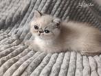 SuperSweet Zion katje, Dieren en Toebehoren, Poes, Gechipt, 0 tot 2 jaar